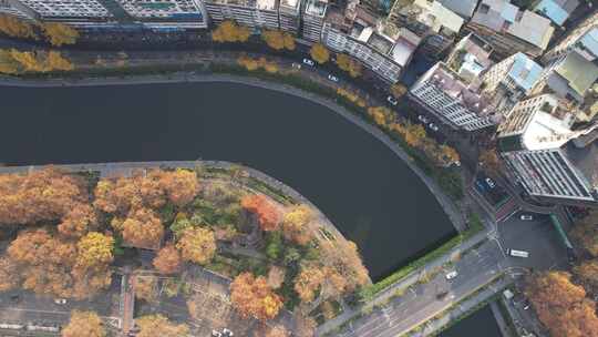 秋天枯黄树枝树叶植物森林城市秋天