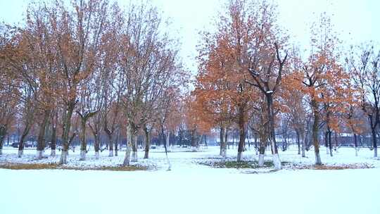 雪景