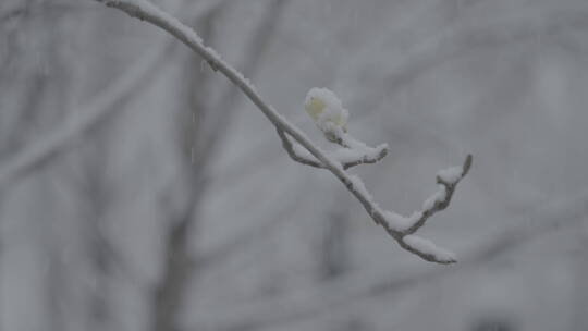 冬天雪景 下雪空镜