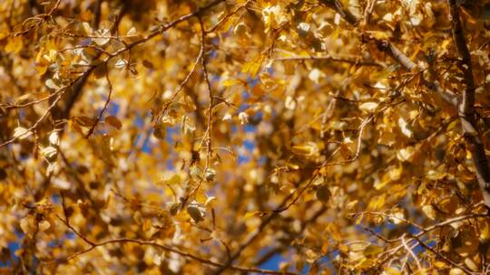 秋季金黄的树叶特写