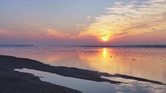 候鸟群飞 鄱阳湖日落