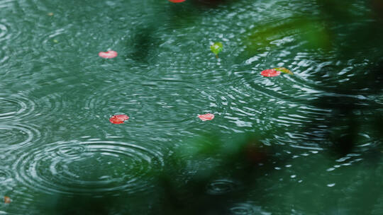 下雨雨水雨滴涟漪海棠花花瓣掉落凋零