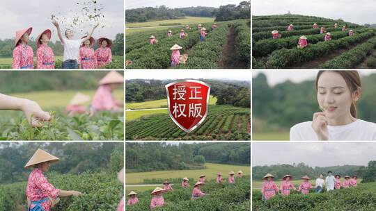 采茶姑娘和茶农一起在茶山采摘茶叶视频素材模板下载