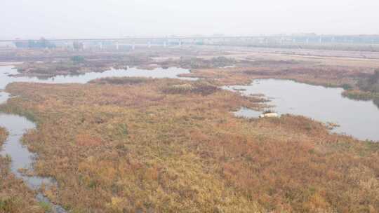 航拍 湿地 鸟 自然保护区 湿地保护区