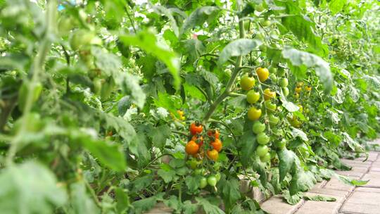 温室大棚现代化农业