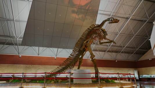 恐龙化石骨架 巨大诸城龙