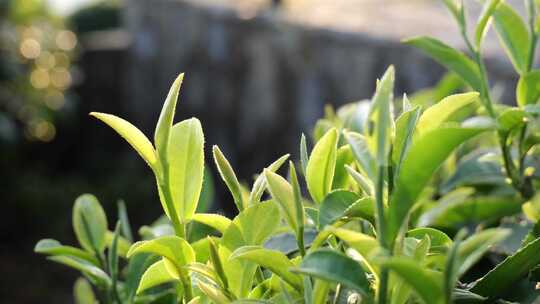 茶叶 采茶 红茶 绿茶 春茶 茶 有机茶