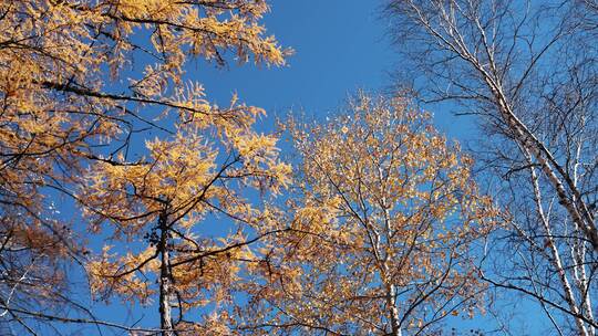 秋天大兴安岭地区金色树林落叶松