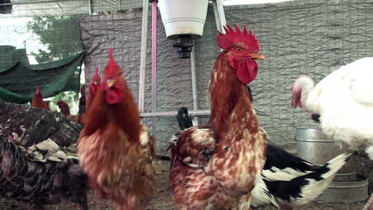 鸡公鸡母鸡鸡群散养鸡视频素材模板下载