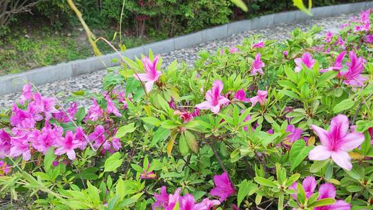 疫情街道街头小区绿色植物街头实拍