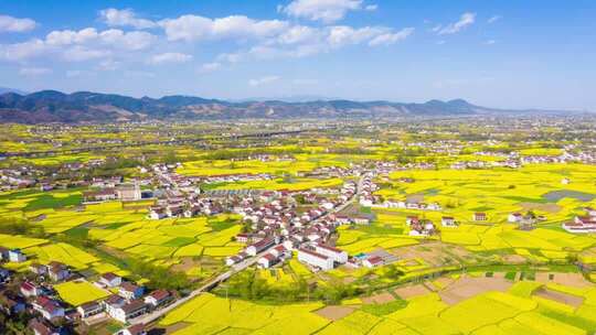 航拍乡村油菜花田全景