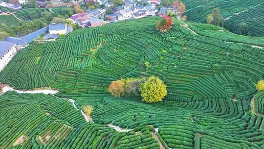 唯美杭州西湖龙井茶文化景区航拍茶园地茶叶