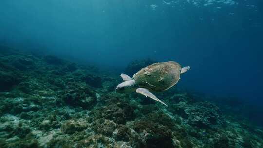 水下，海龟，海洋生物，海