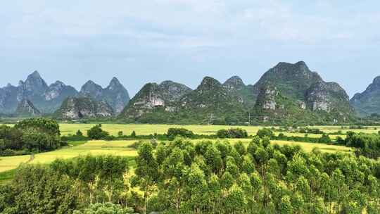 秋天阳光下桂林喀斯特山峰下的金黄色稻田