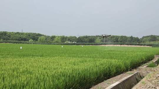 蓝天白云下大面积绿色的稻田无人机高清