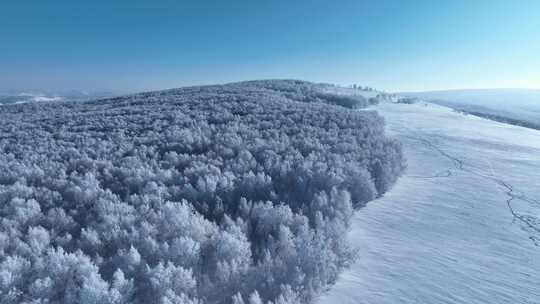 苍茫雪原上银装素裹白桦林