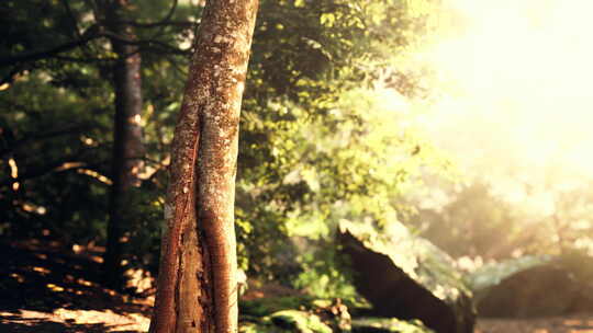 阳光透过热带森林中的树木