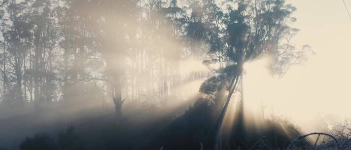 清晨森林水雾丁达尔光线