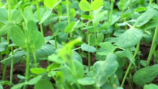 绿色蔬菜豌豆尖小苗蔬菜种植运镜