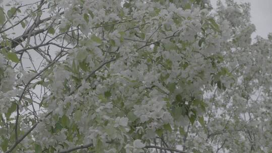 山丁子花LOG