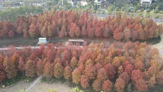 灵龟山公园落羽杉航拍