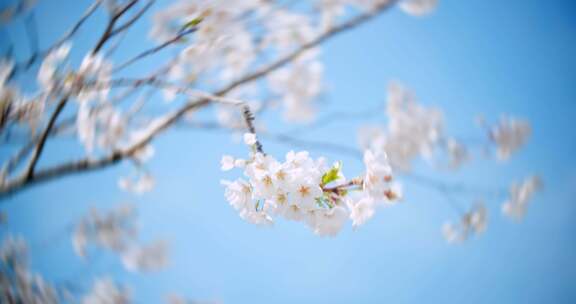 春天春季唯美的樱花空镜实拍