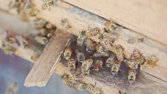 养蜂场中蜂蜂农取蜜劳作画面素材视频素材模板下载