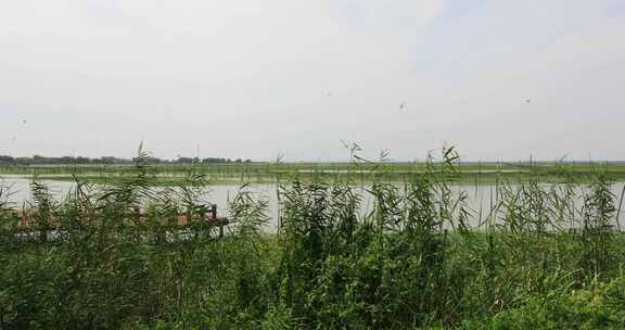 长荡湖湿地湖水飞鸟美丽风光