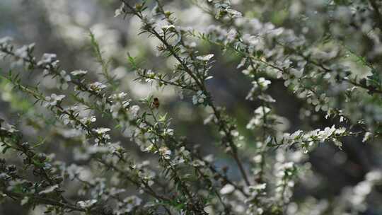 新西兰Manuka麦卢卡花丛 蜜蜂在花上采蜜