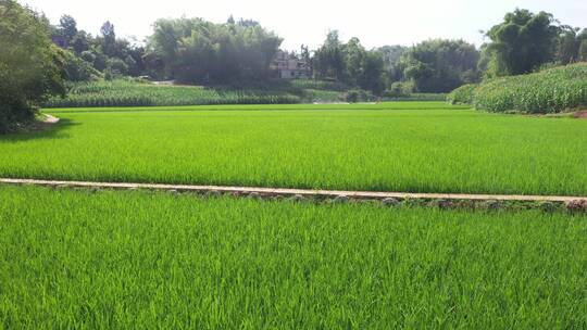 高标准农田水稻稻田视频素材模板下载