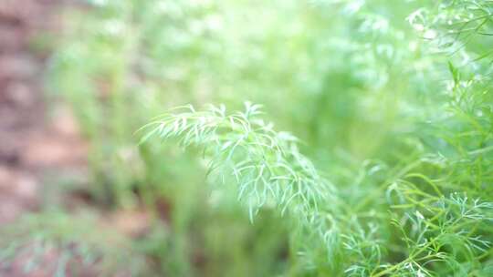 户外嫩绿植物特写镜头