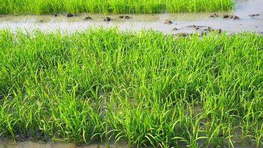 水稻苗 种植水稻