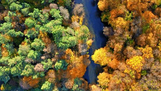 秋天日出时森林和河流的鸟瞰