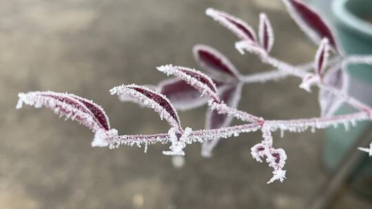 冬天下霜的植物视频合集