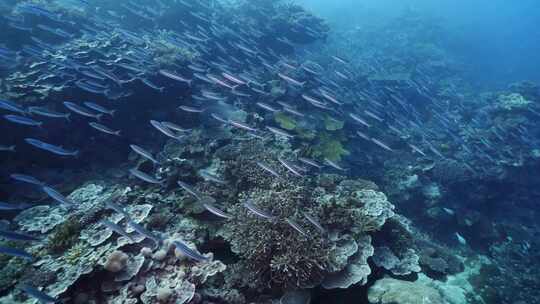 鱼群海龟魔鬼鱼珊瑚礁斐济大星盘礁海洋美景视频素材模板下载