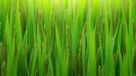 水稻生态环境特写