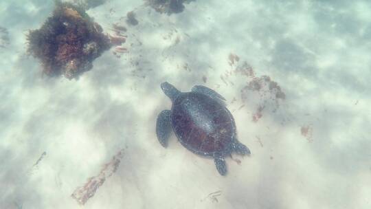 水摄游泳的海龟