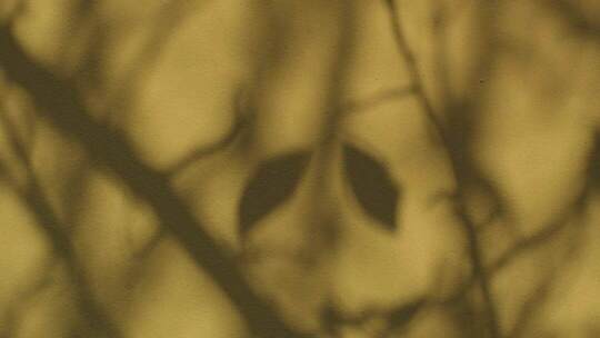 模糊树叶光影画面