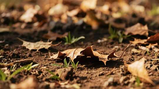 地面枯叶与新生小草特写