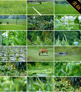 田园风光与农耕生活 农业 三农 乡村振兴高清在线视频素材下载