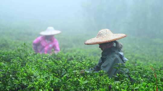 毛尖春茶白茶绿茶茶叶手工茶采摘视频素材模板下载