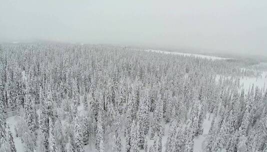 航拍雪后的森林