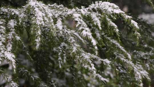 寒冷冬季公园松树雪花大雪空境升格