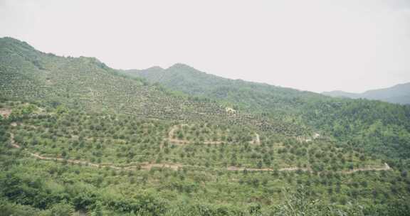 20250226-y007（山茶树山茶果）