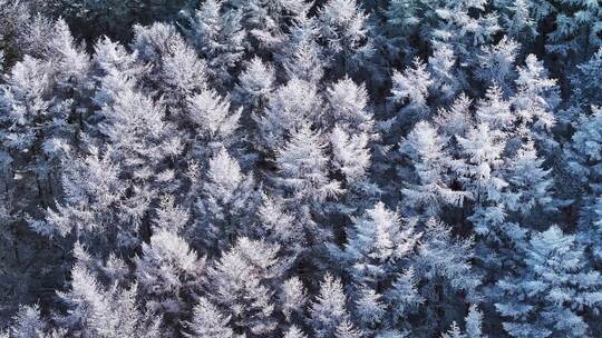 青岛崂山雪景崂山雾凇