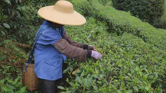 茶园里茶农在采茶叶