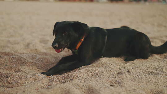 黑狗躺在沙滩上的沙滩上，狗挖沙