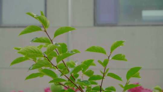 农村中式庭院柿子树下雨视频素材模板下载