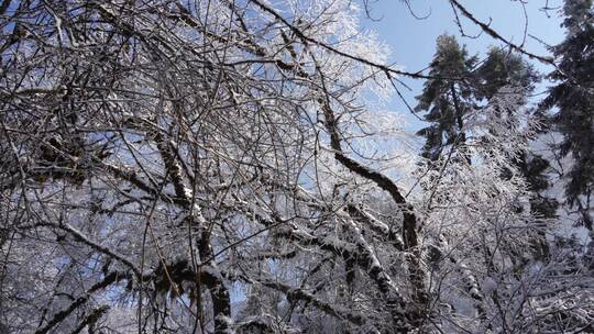 雪山海螺沟