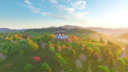 航拍茶山樱花